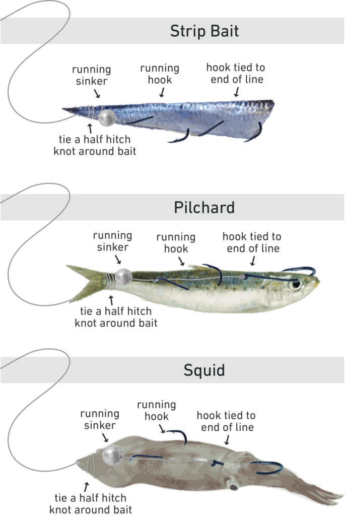 How to Bait a Strayline Rig – Maxistrike