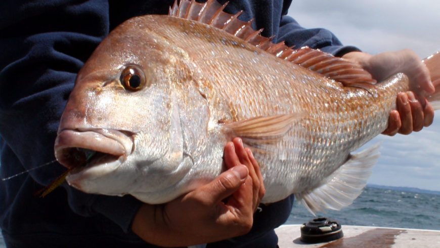 How to Catch Snapper - Tips for Fishing for Snapper